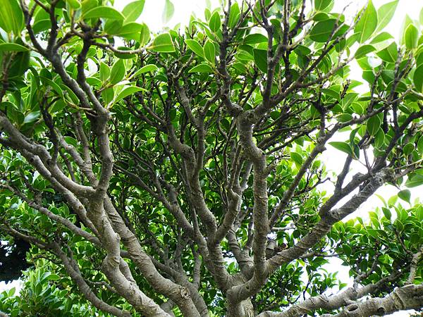 DSCF9697.JPG DSCF9697.JPG