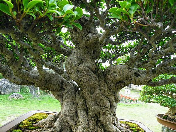 DSCF9702.JPG DSCF9702.JPG