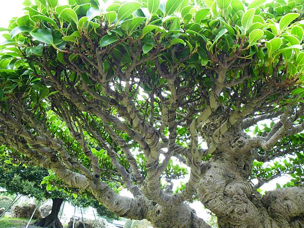 DSCF9703.JPG DSCF9703.JPG