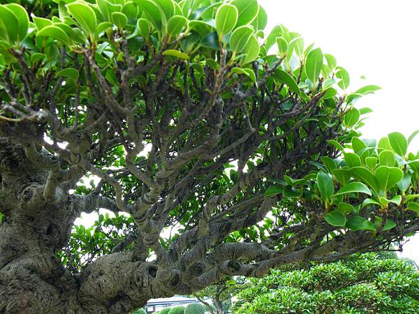 DSCF9704.JPG DSCF9704.JPG