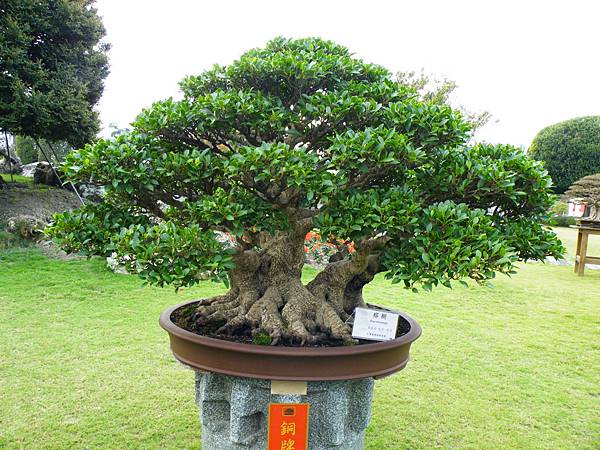 DSCF9705.JPG DSCF9705.JPG