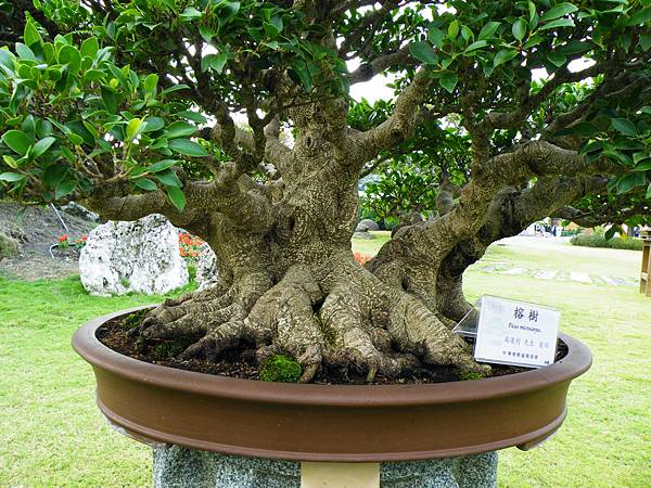 DSCF9706.JPG DSCF9706.JPG