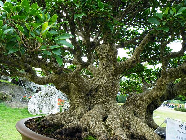 DSCF9708.JPG DSCF9708.JPG