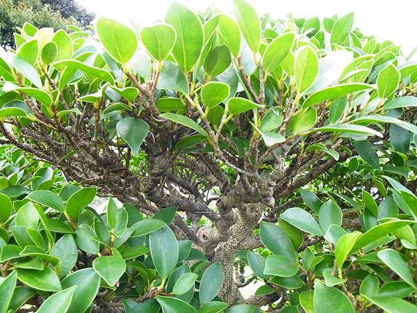 DSCF9709.JPG DSCF9709.JPG