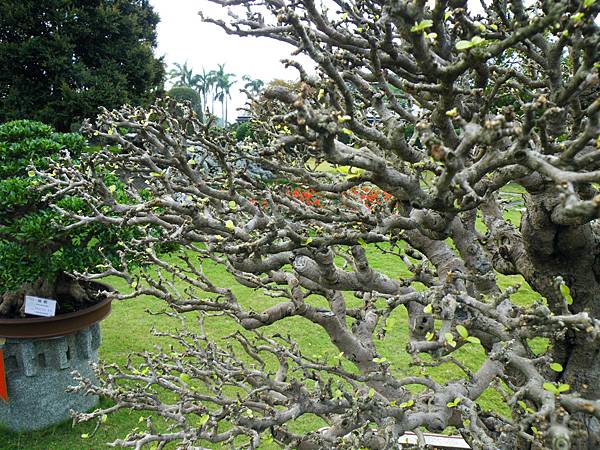 DSCF9714.JPG DSCF9714.JPG