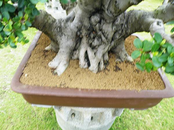 DSCF9717.JPG DSCF9717.JPG