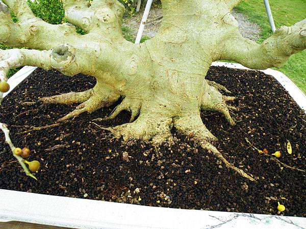 DSCF9724.JPG DSCF9724.JPG