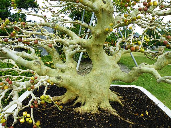 DSCF9725.JPG DSCF9725.JPG