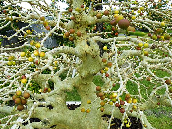 DSCF9726.JPG DSCF9726.JPG