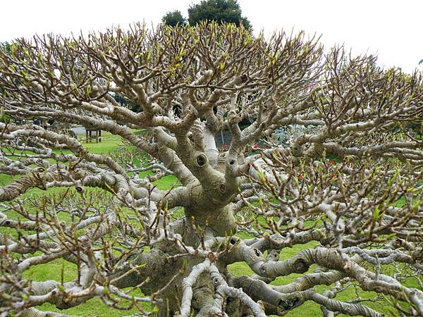 DSCF9736.JPG DSCF9736.JPG