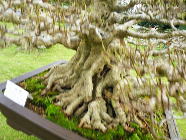 DSCF9737.JPG DSCF9737.JPG