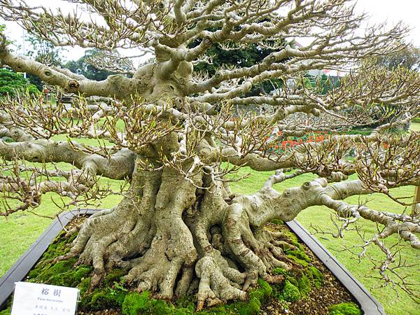 DSCF9738.JPG DSCF9738.JPG