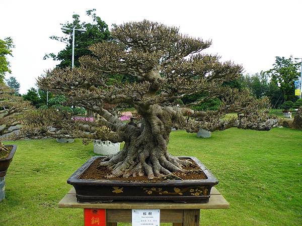 DSCF9739.JPG DSCF9739.JPG