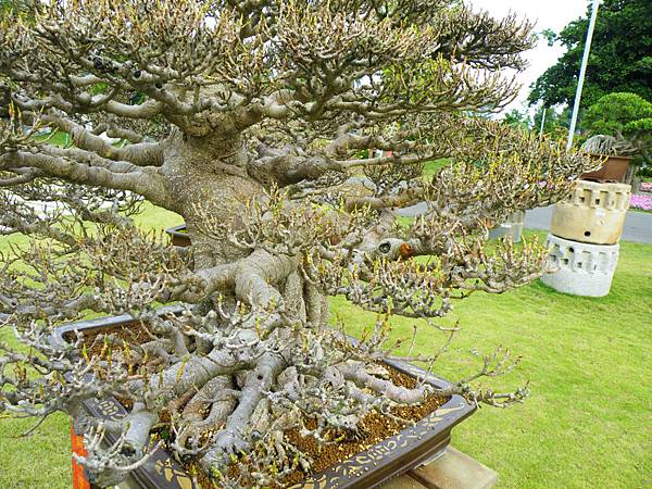 DSCF9746.JPG DSCF9746.JPG