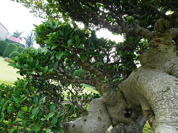 DSCF9752.JPG DSCF9752.JPG