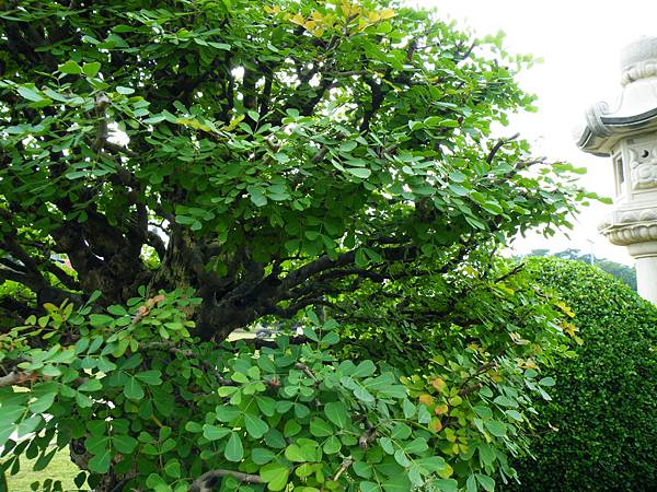 DSCF9759.JPG DSCF9759.JPG