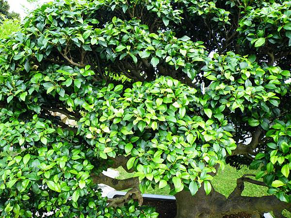 DSCF9766.JPG DSCF9766.JPG