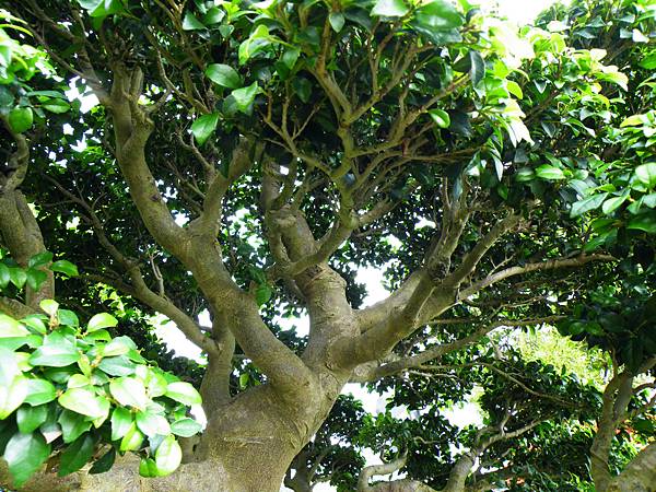 DSCF9767.JPG DSCF9767.JPG