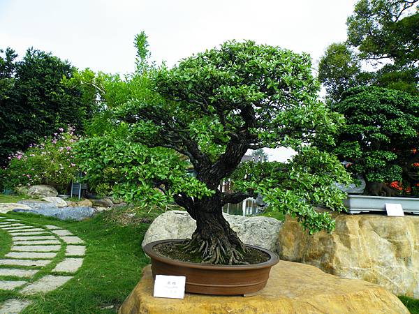 DSCF9768.JPG DSCF9768.JPG