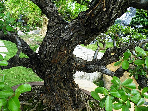 DSCF9770.JPG DSCF9770.JPG