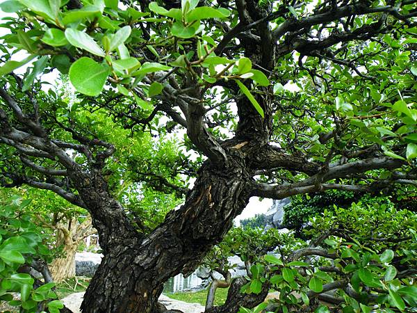 DSCF9771.JPG DSCF9771.JPG