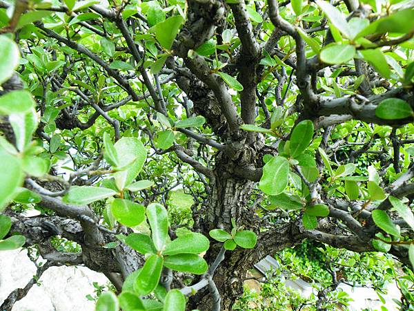 DSCF9772.JPG DSCF9772.JPG