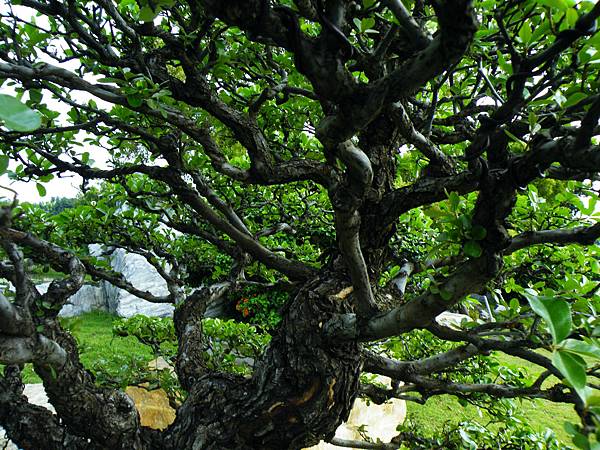 DSCF9774.JPG DSCF9774.JPG