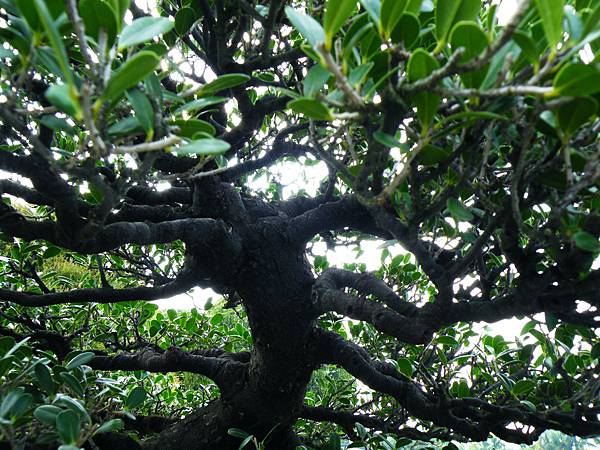 DSCF9778.JPG DSCF9778.JPG