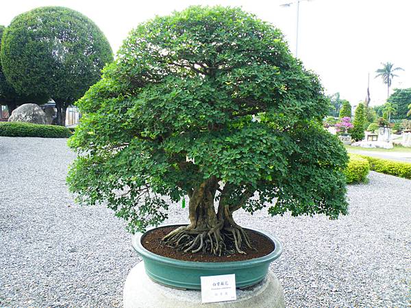 DSCF9779.JPG DSCF9779.JPG