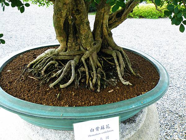 DSCF9780.JPG DSCF9780.JPG