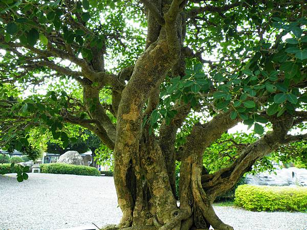 DSCF9781.JPG DSCF9781.JPG