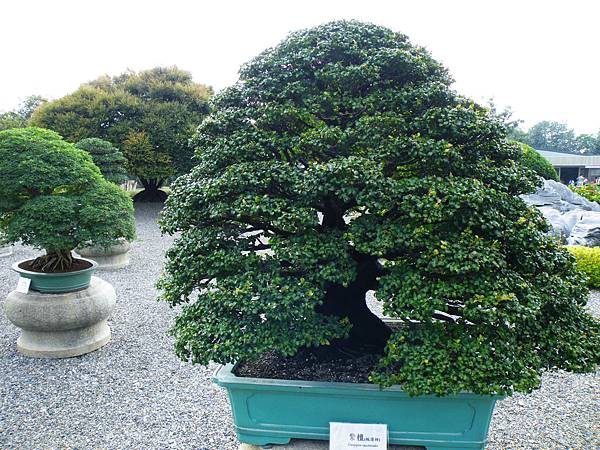 DSCF9782.JPG DSCF9782.JPG