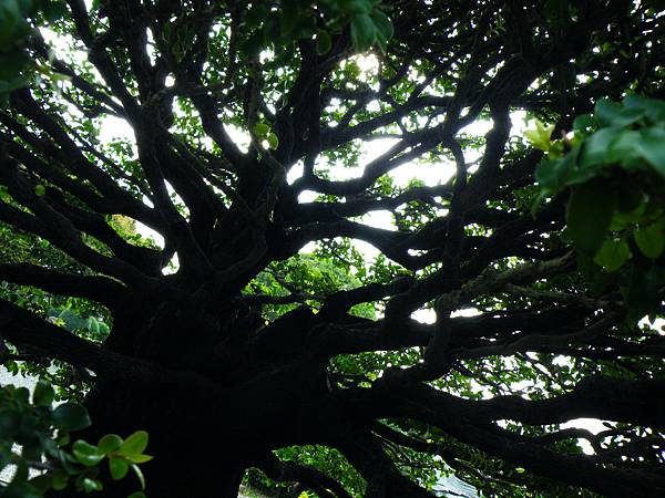 DSCF9785.JPG DSCF9785.JPG