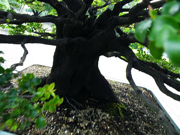 DSCF9786.JPG DSCF9786.JPG