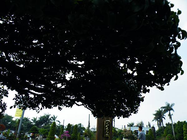 DSCF9787.JPG DSCF9787.JPG