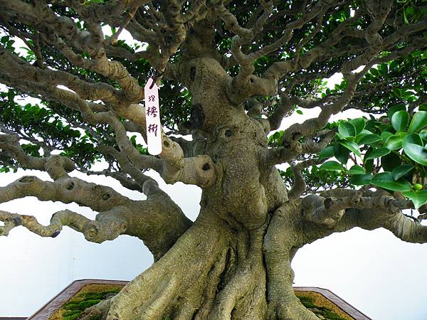 DSCF0001.JPG DSCF0001.JPG