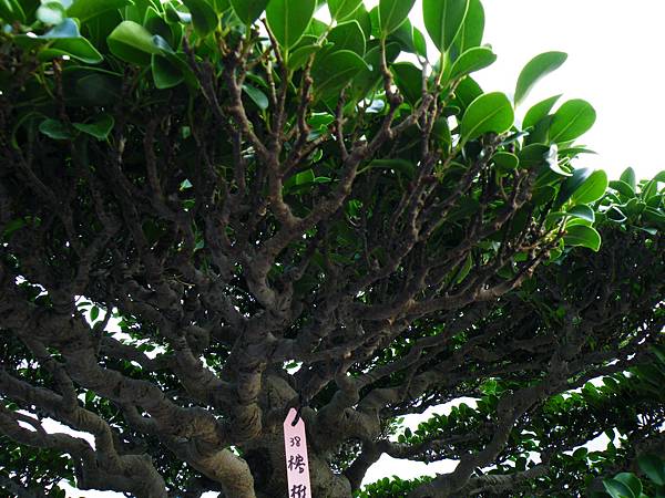 DSCF0003.JPG DSCF0003.JPG