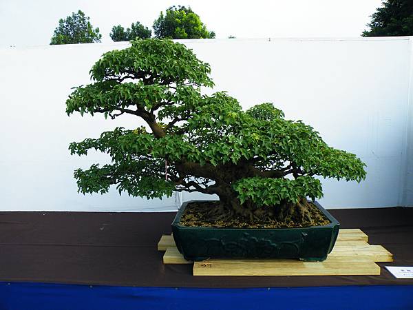 DSCF0004.JPG DSCF0004.JPG