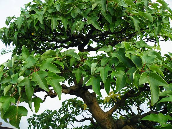 DSCF0006.JPG DSCF0006.JPG