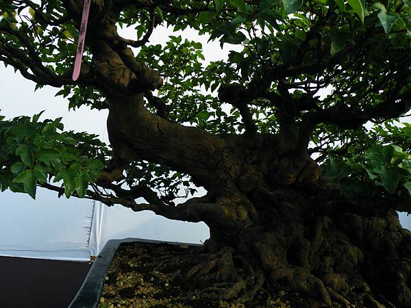 DSCF0007.JPG DSCF0007.JPG