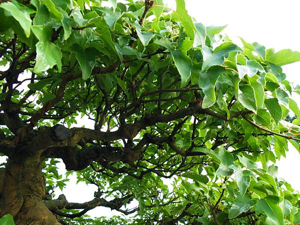 DSCF0009.JPG DSCF0009.JPG