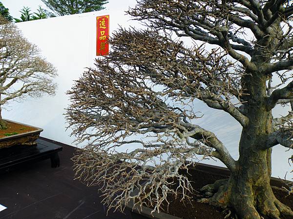 DSCF0013.JPG DSCF0013.JPG