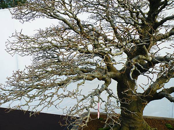 DSCF0018.JPG DSCF0018.JPG