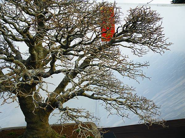 DSCF0019.JPG DSCF0019.JPG