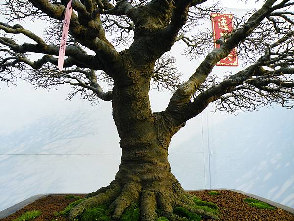 DSCF0020.JPG DSCF0020.JPG