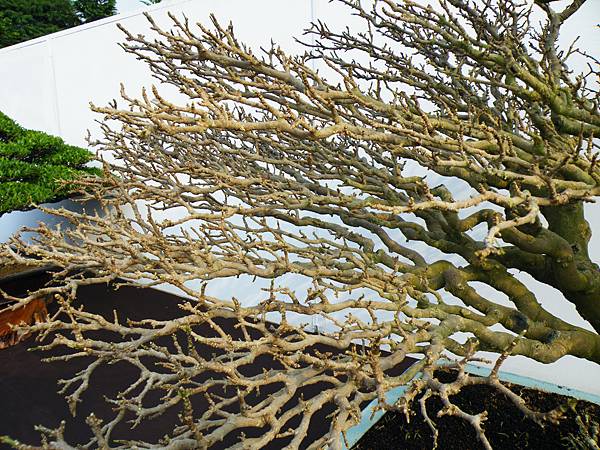 DSCF0025.JPG DSCF0025.JPG