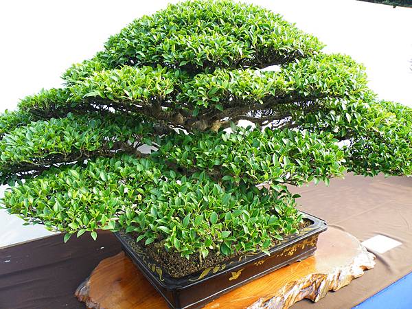 DSCF0031.JPG DSCF0031.JPG