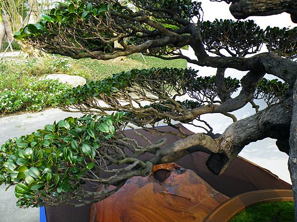 DSCF0035.JPG DSCF0035.JPG