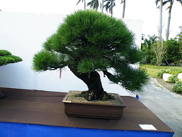 DSCF0036.JPG DSCF0036.JPG