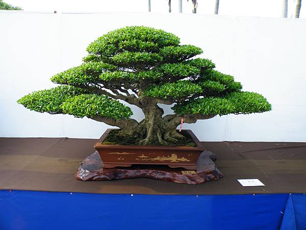 DSCF0041.JPG DSCF0041.JPG